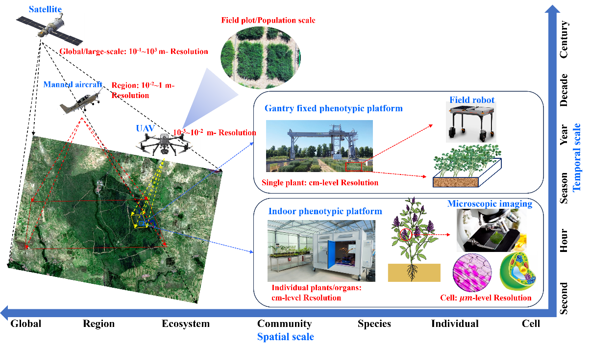 草创中心在牧草表型监测领域取得重要进展相关图片